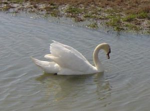 Micropime a gran cigne blanc